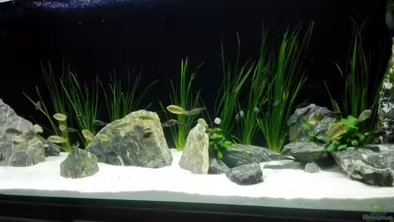 Nach einem Monat von Elsiman (10)