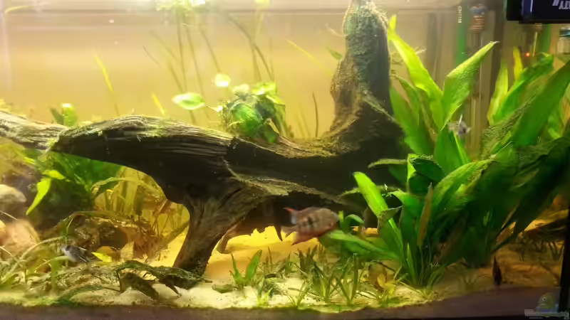 nach einer Reinigungs aktion von Der Dreiäugige Goldfisch (28)