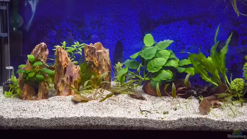 Nach einer Woche  von Acki50 (4)