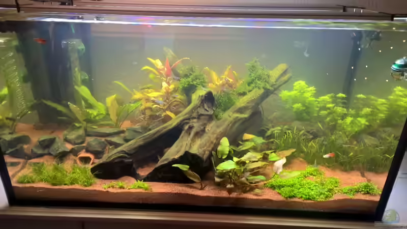 Nach einer Woche starten langsam die Pflanzen von DerWiesbadener (4)