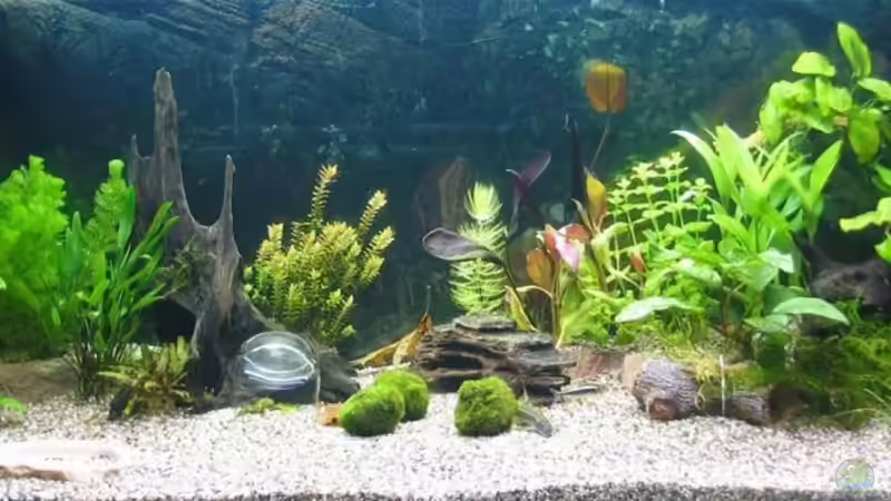 nach einer Woche von Oktopus (2)