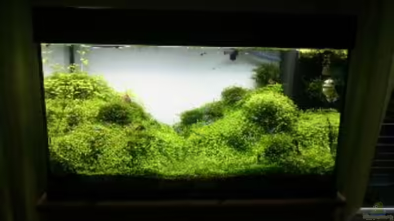 Nach einigen Wochen von Scaper (13)