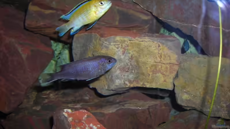 Einrichtungsbeispiele für Aquarien mit Strömungspumpen