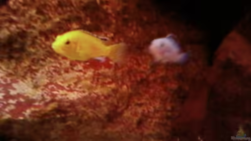 Einrichtungsbeispiele für Aquarien mit Strömungspumpen