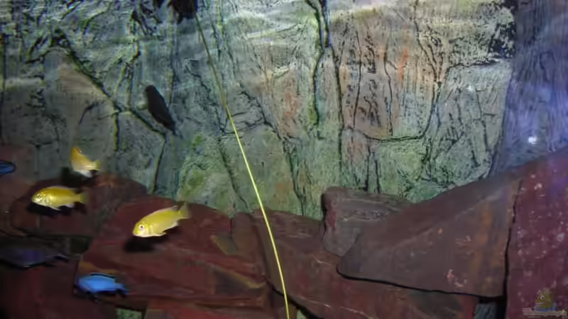 Einrichtungsbeispiele für Aquarien mit Strömungspumpen