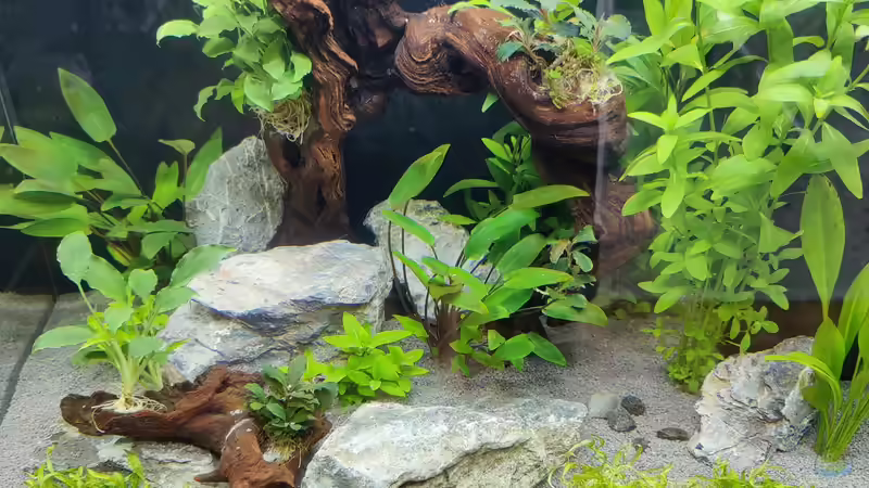 nach erster Bepflanzung von Tobes (4)