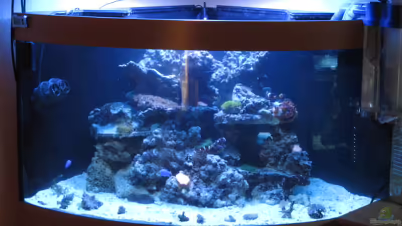 Nach fast 3 Tagen dann fast fertig von Aqua_Art_Krefeld (6)