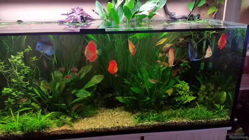 Nach fast zwei Jahren  von nawaro (5)