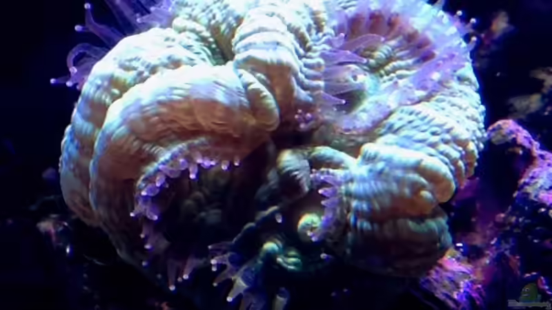 nach Fütterung von MW Luca (34)