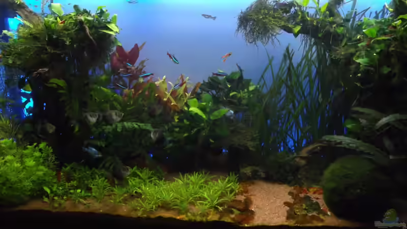 Nach Gärtnern und neuer Hintergrundbeleuchtung 20.4.2012 von Guppy62 (3)