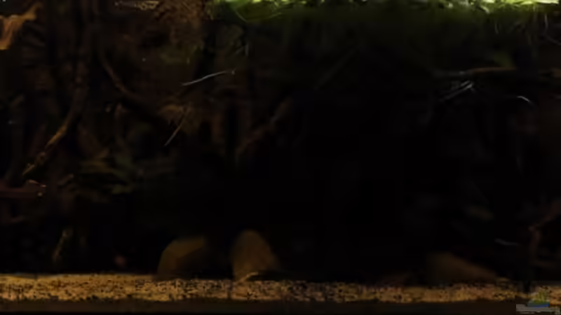 nach geht hier... von die Perle... (22)