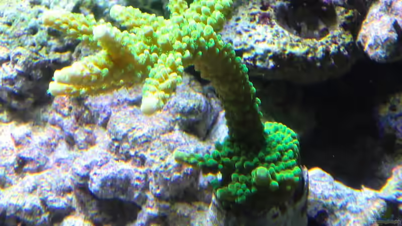 Acropora mirabilis im Aquarium halten (Einrichtungsbeispiele für Kleinpolypige Steinkoralle)