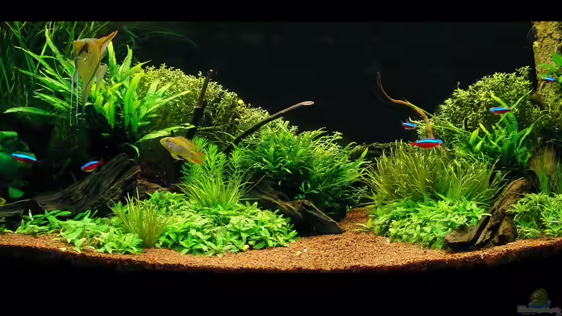 nach kleiner Umgestaltung und Rückschnitt von Dario (4)