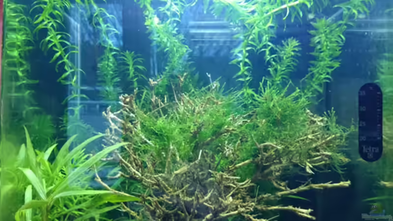 Nach knapp sechs Wochen Laufzeit von Jahira (4)