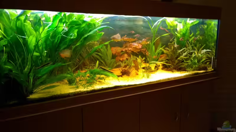 Nach langem Warten Stengelpflanzen entfernt und neue ableger eingepflanzt von Hans-Walter Bandt (28)