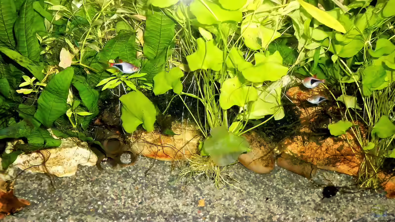 nach langen zögern wächst das Javafarn jetzt sehr gut. von odin 68 (74)