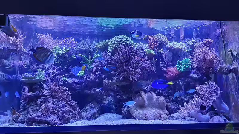 nach langer zeit wieder mal einige bilder vom aquarium von Wolfgang K. (6)