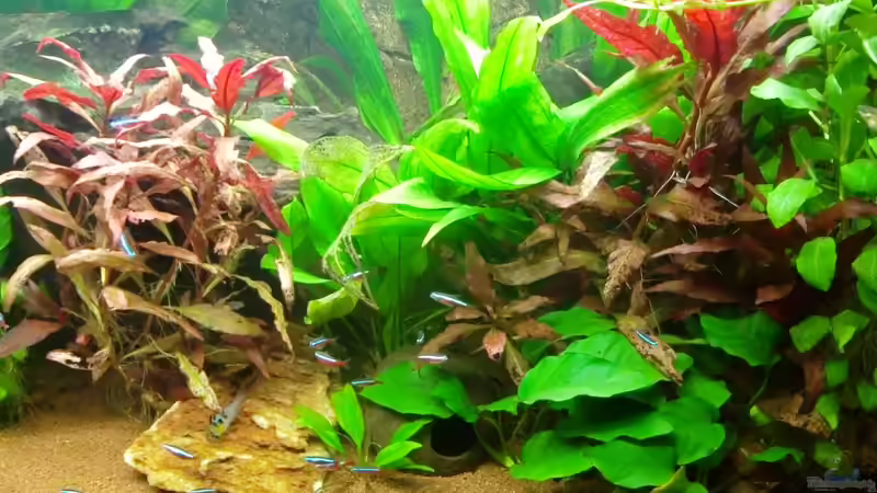 nach leichten Veränderungen... von SpL (14)