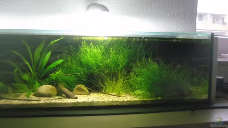 nach mehr als einem halben Jahr hat die Natur nun selber dafür gesorgt, dass alles von Tiburón (9)