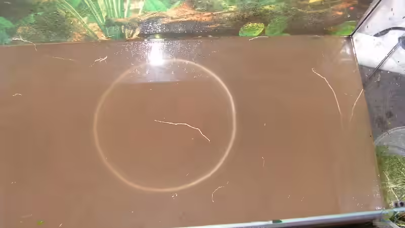 nach mehrmaligem Wasserwechsel von Manuela Vogt (3)