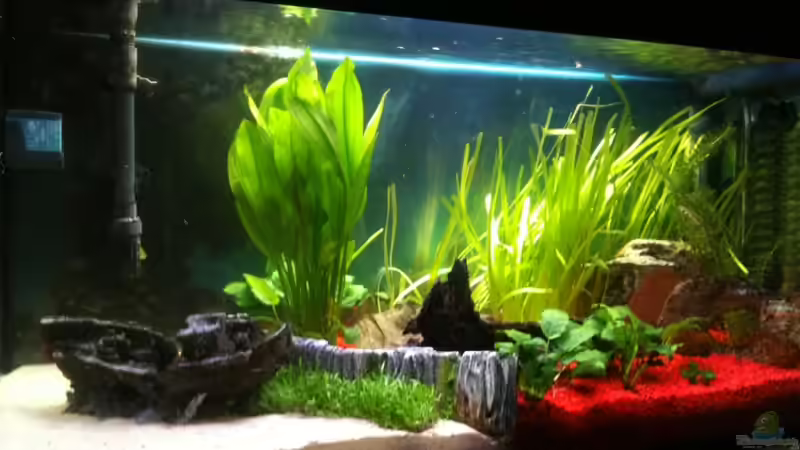 Nach Neueinrichtung ohne Amazonas von moestaverne (2)