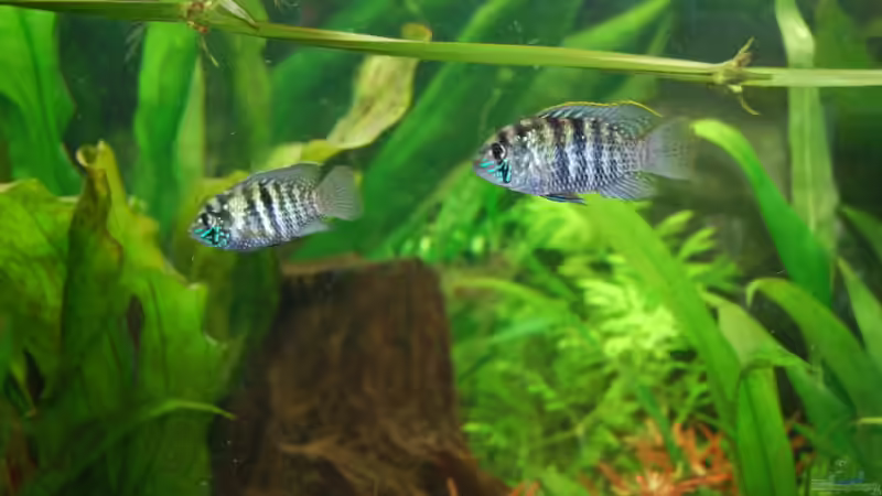 Nach nur einem Tag hat sich das 1. Pärchen gefunden von Jan16 (32)