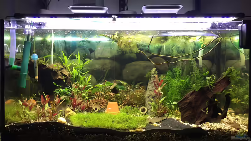 Nach Pflanzenschnitt und erster Düngung  von Paule ´s Beckenbauer (19)