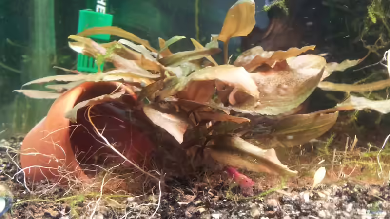 nach radikal Kürzung von Kaddi (3)