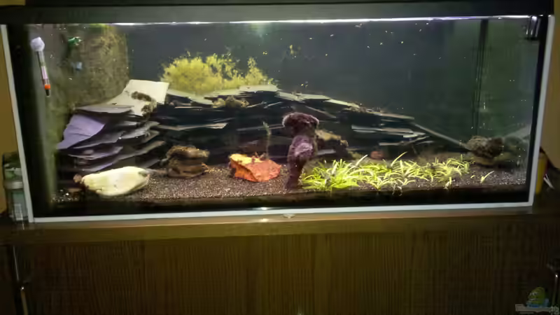 Nach renovierungsbedingtem Umzug in den Flur das neu eingerrichtete Becken. von Exoskelett-Fan (1)