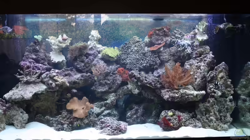 Nach Riffumbau am 12.08.2011