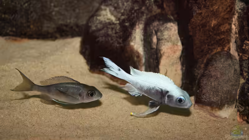 Nach tagelangem Balzen: Ein Weibchen zeigt sich interessiert. Das F2-Männchen zeigt von Georg Botz (33)