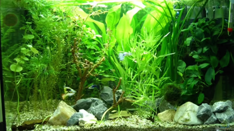 Nach Umbau 10.09 von Barabas (1)