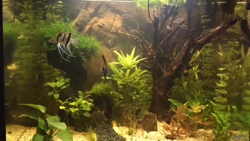 Nach Umbau 17.02 mit neuer Wurzel von Tarmina (9)