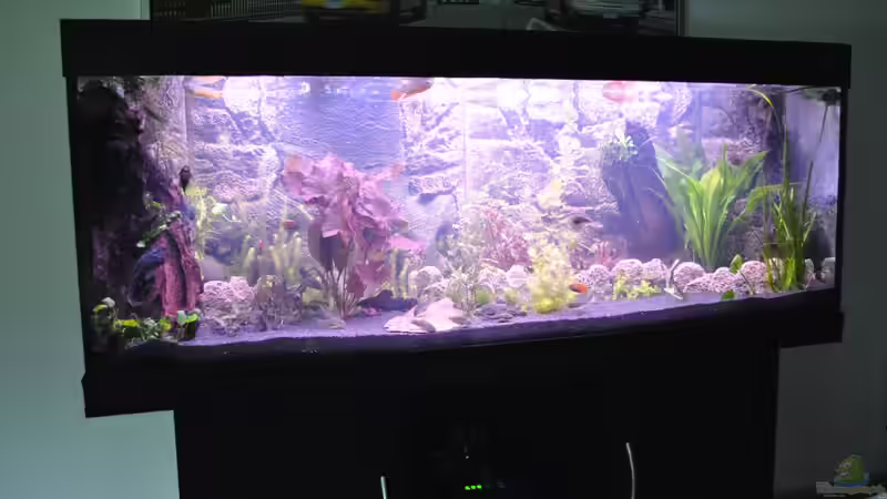 Nach Umbau von Asterrati (2)