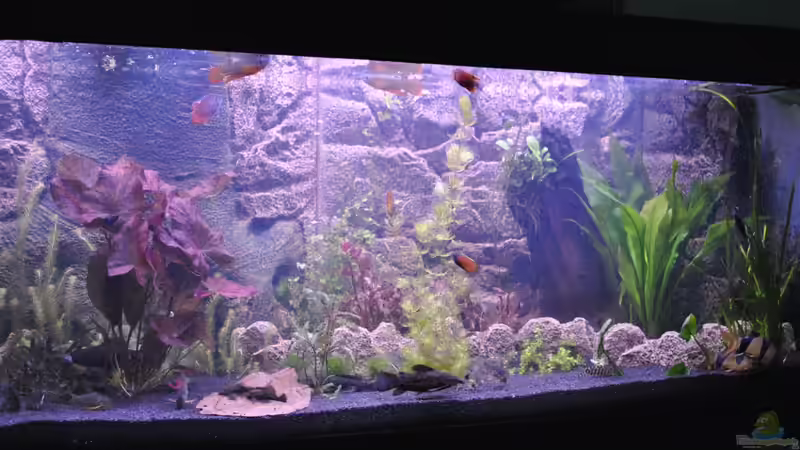 Nach Umbau von Asterrati (6)