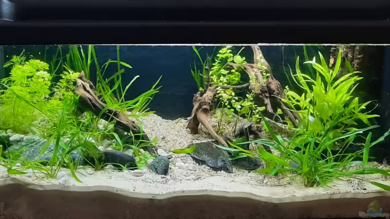 Nach Umgestaltung 20.02.2021 von okefenokee (3)