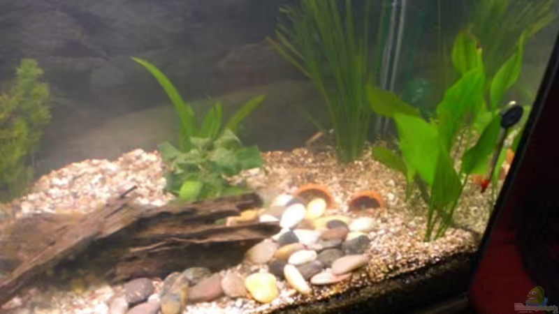 nach Umgestaltung 28.05.09 von Königscobra (6)