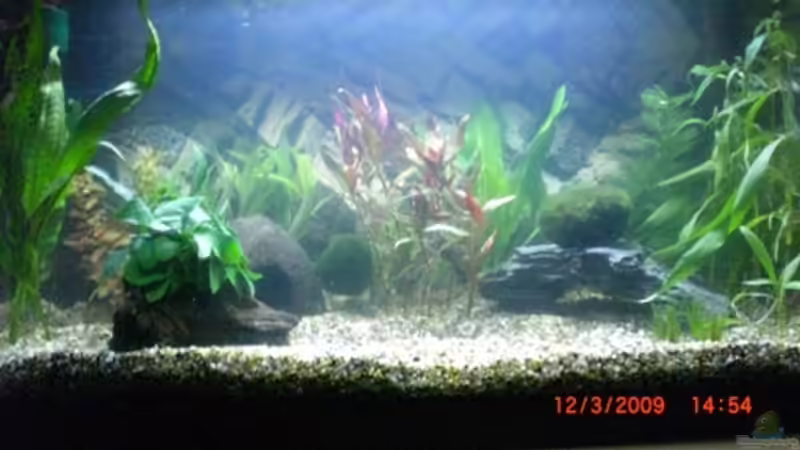 nach Umgestaltung am 12.03.2009 von Königscobra (9)