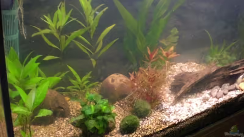 nach Umgestaltung I 28.05.09 von Königscobra (7)