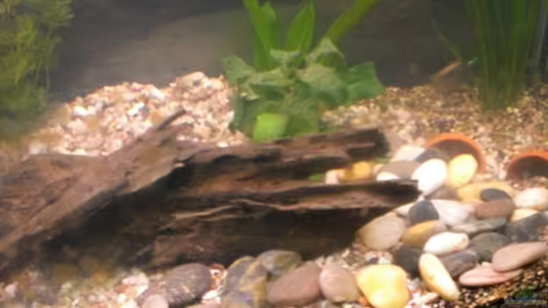 nach Umgestaltung II 28.05.09 von Königscobra (8)