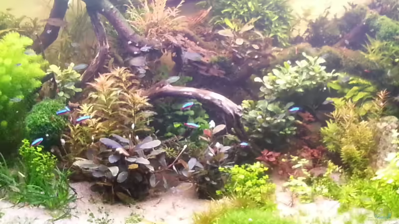 Nach Umgestaltung im Juli 2017 von achim-cool (4)