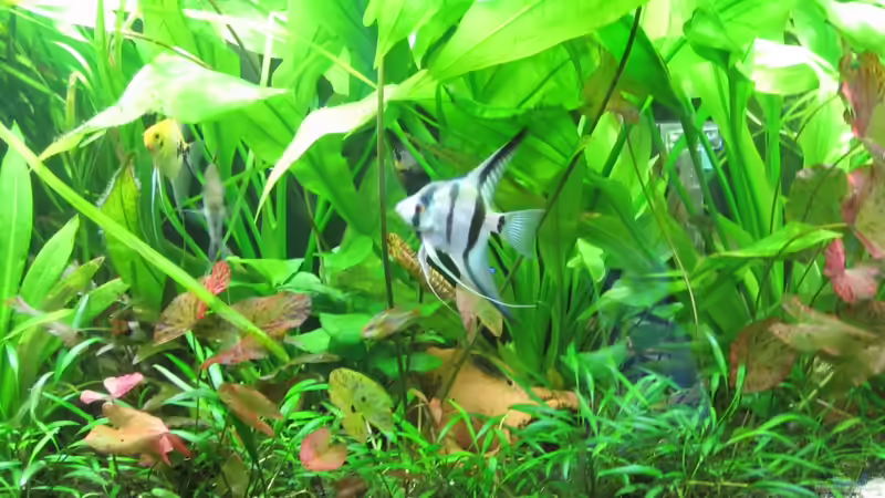 nach Umgestaltung mit schwarzem Kies von Mieze2010 (4)