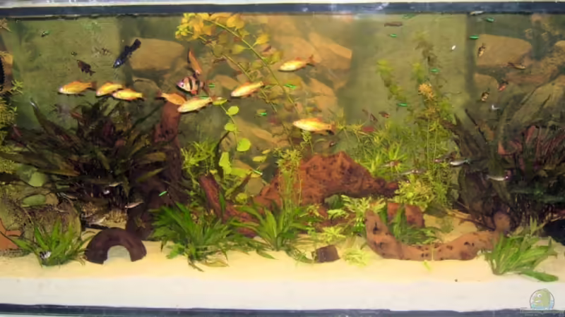 Nach umstellung von Kies auf Sand von Manuela Kutschke (1)