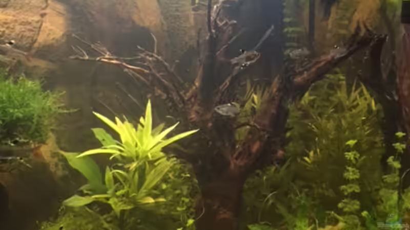 nach Update 17.02 neue Wurzel  von Tarmina (19)