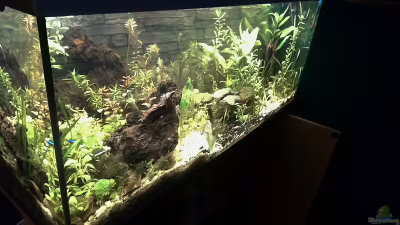 Nach verschieben des Aquariums wegen renovierungsarbeiten  von Pseudoym (7)