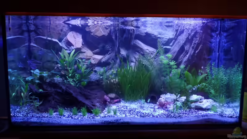 Nach Wasserwechsel. von raubsau (14)