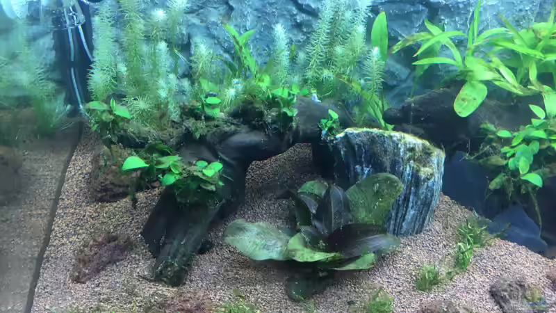 Nach Wasserwechsel 2 (4 Wochen) von Chris Bert (10)