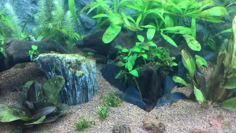 Nach Wasserwechsel 2 (4 Wochen) von Chris Bert (11)