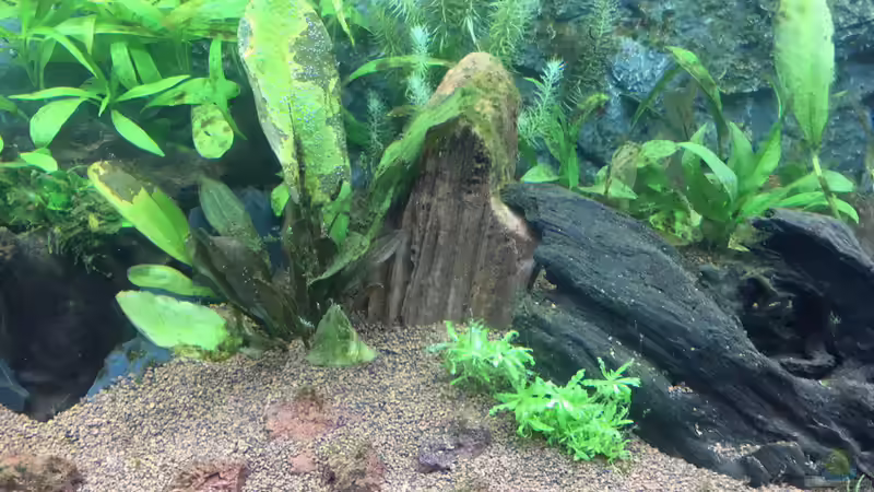 Nach Wasserwechsel 2 (4 Wochen) von Chris Bert (12)