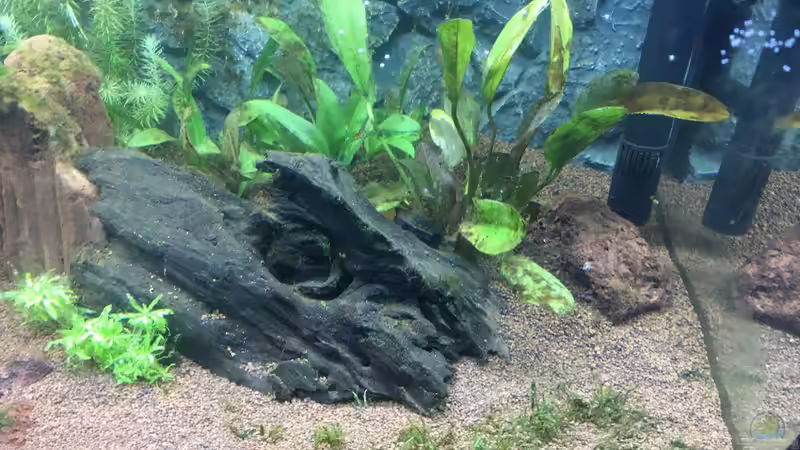 Nach Wasserwechsel 2 (4 Wochen) von Chris Bert (13)